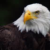 3D Duvar kağıdı kartal posteri